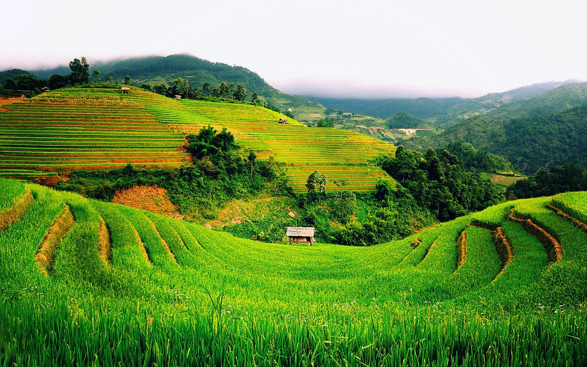 Sawah Terasering