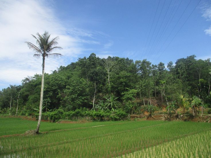 Bukit Sawah Kedungsari